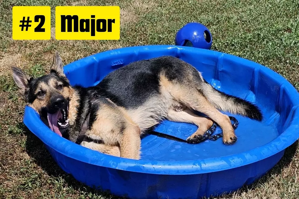 Pet of the Summer contest