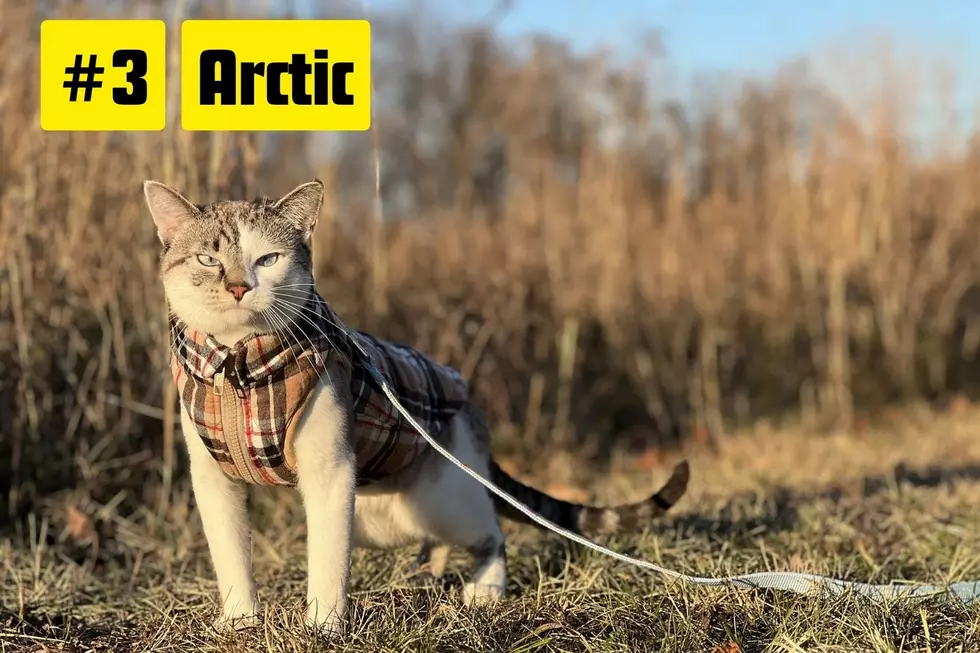 Pet of the Summer contest