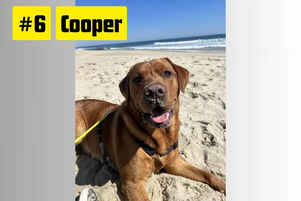 Pet of the Summer contest