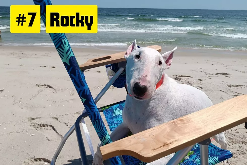 Pet of the Summer contest