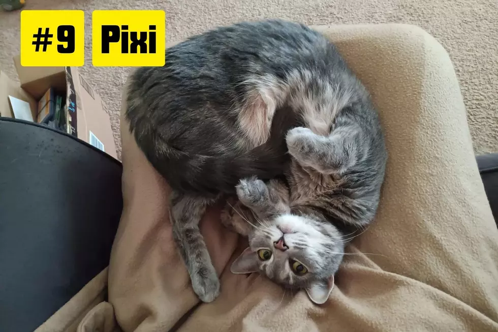 Pet of the Summer contest
