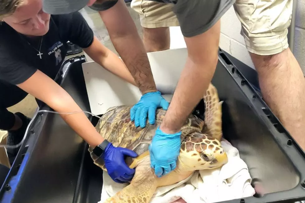 Staff prepare a turtle from the Sea Turtle Recovery Room to be moved