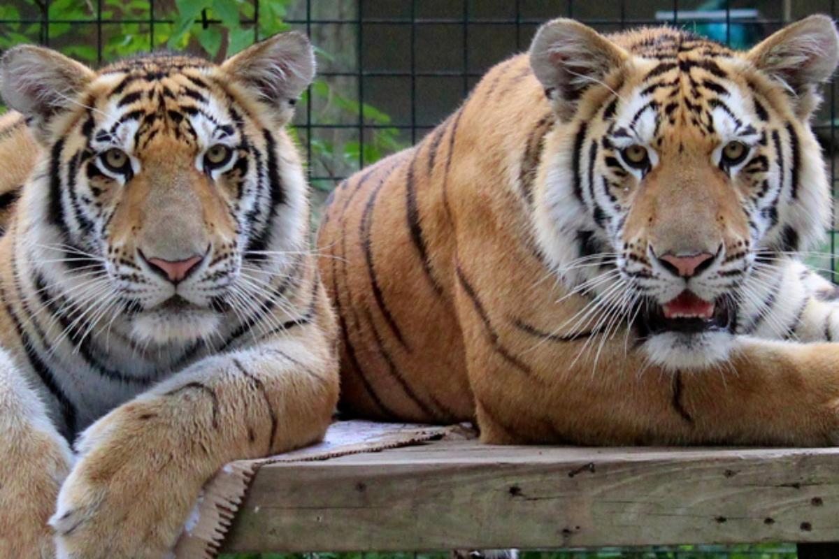 Woman charged with defiant trespassing at Cohanzick Zoo