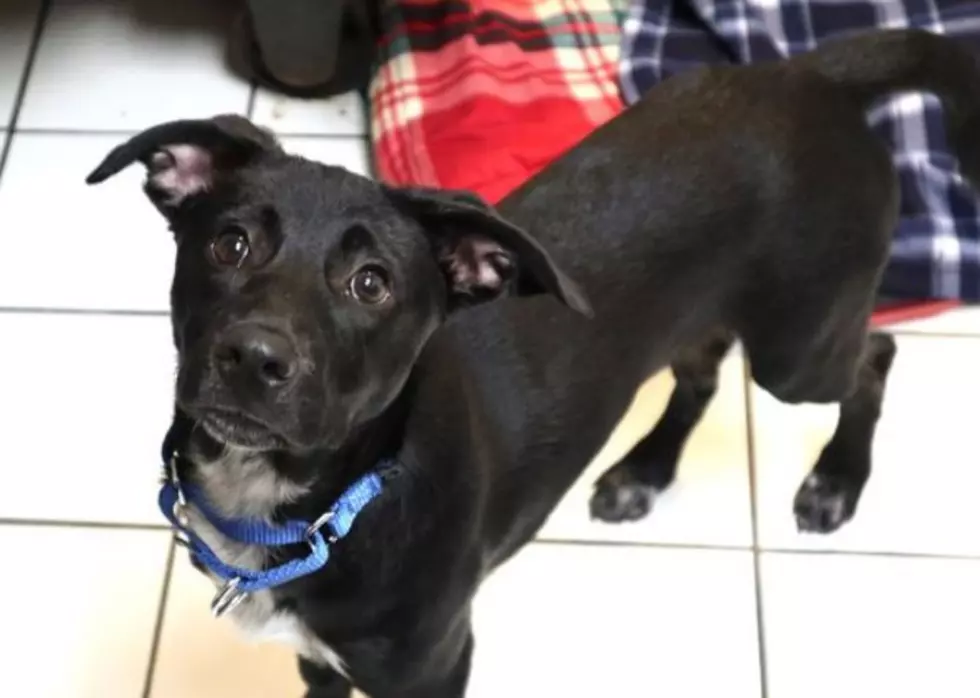 Associated Humane Popcorn Park Shelter on Facebook