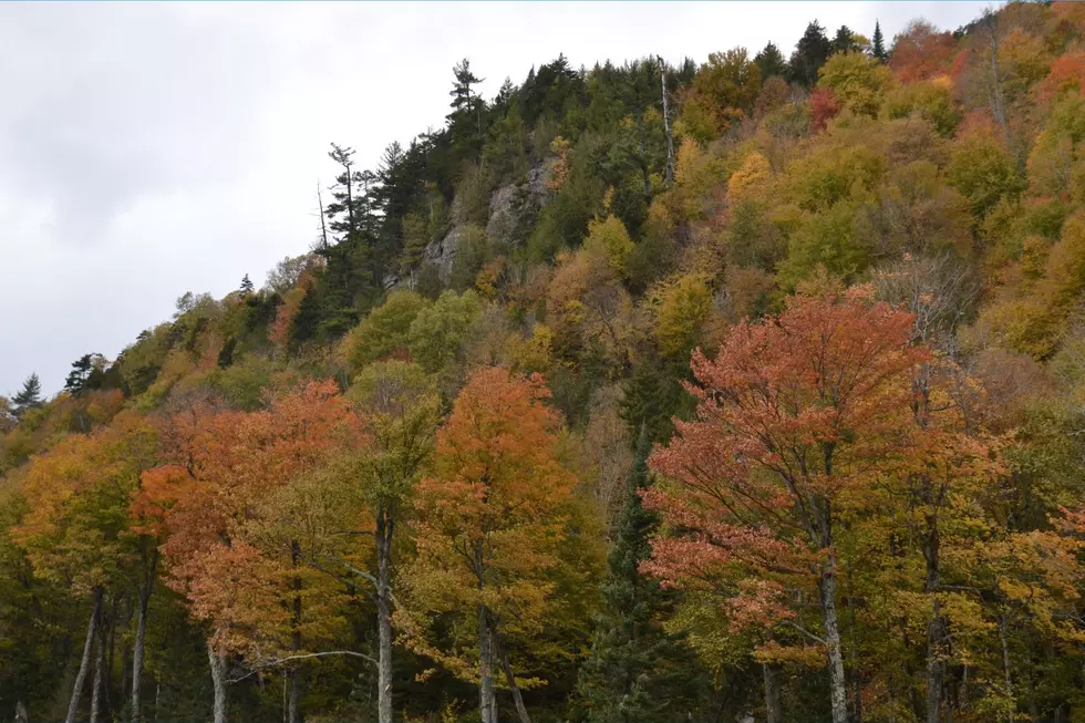 NJ fall foliage (Jason Grabosky)