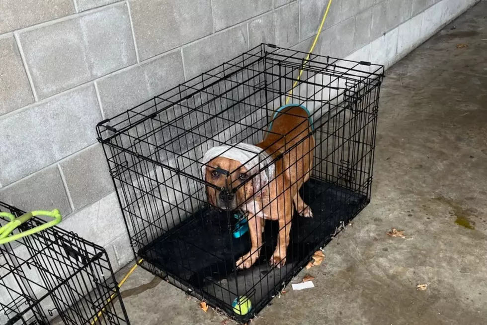 Nutmeg after being turned in to Asbury Park police