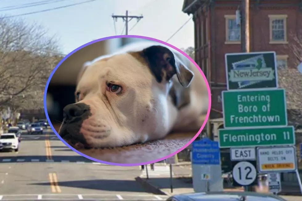 NJ animal control officer accused of stealing purebred bulldog
