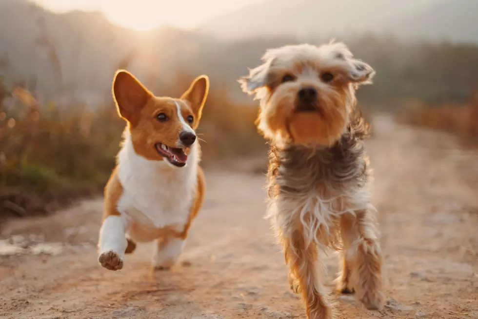 A message for all NJ dog owners that walk their dogs in extreme heat