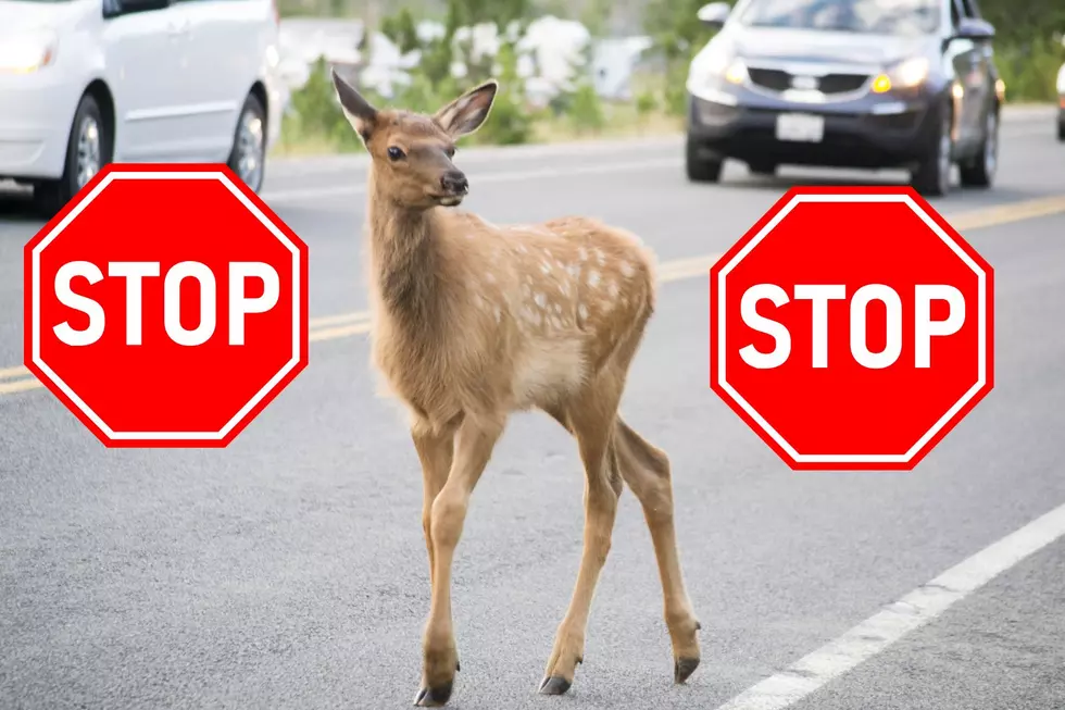 Deer in Road (Canva)