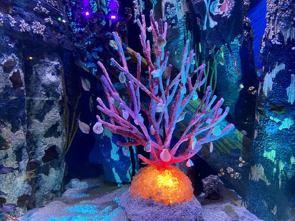 Adventure Aquarium in Camden, NJ