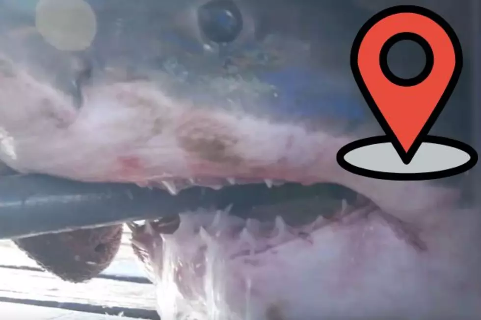 12-foot great white shark is swimming off New Jersey