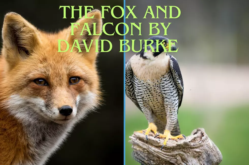The Fox and Falcon by David Burke (Canva)