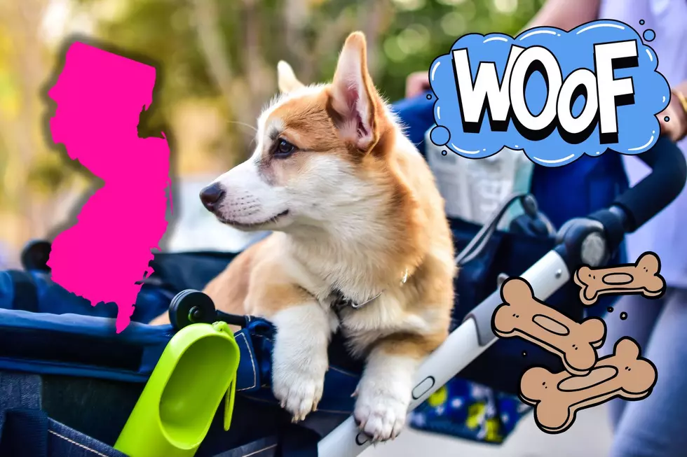 The sickening reason this NJ dog was in a baby stroller