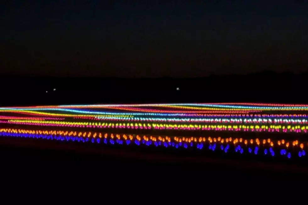 Glowing tulip fields at Holland Ridge Farms (Facebook)
