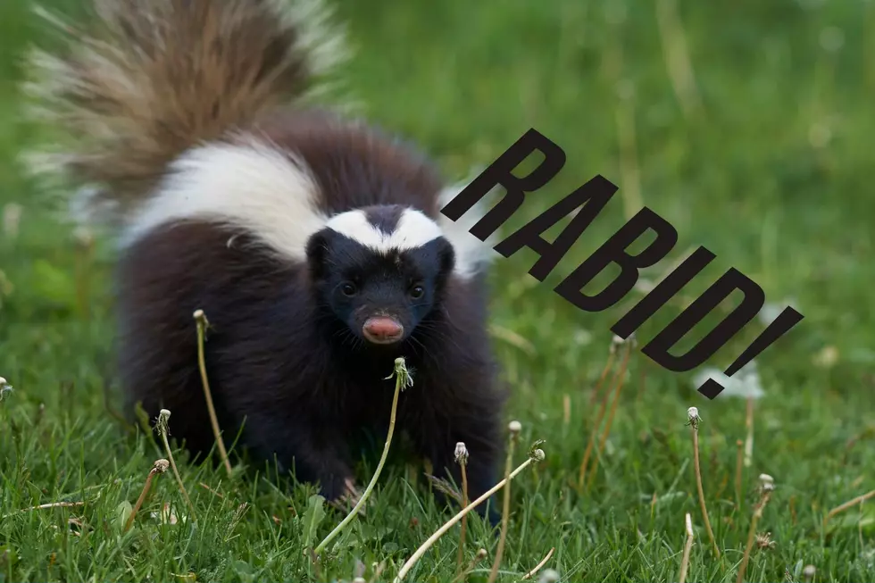 A rabid skunk has been found in this New Jersey county