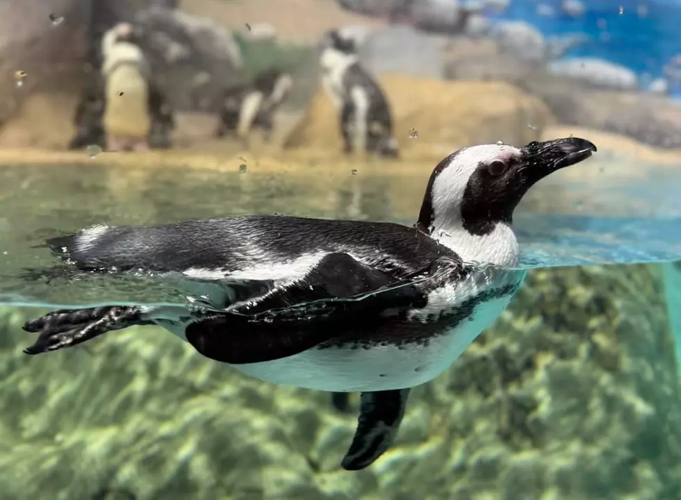 @Jenkinsonaquarium - Instagram