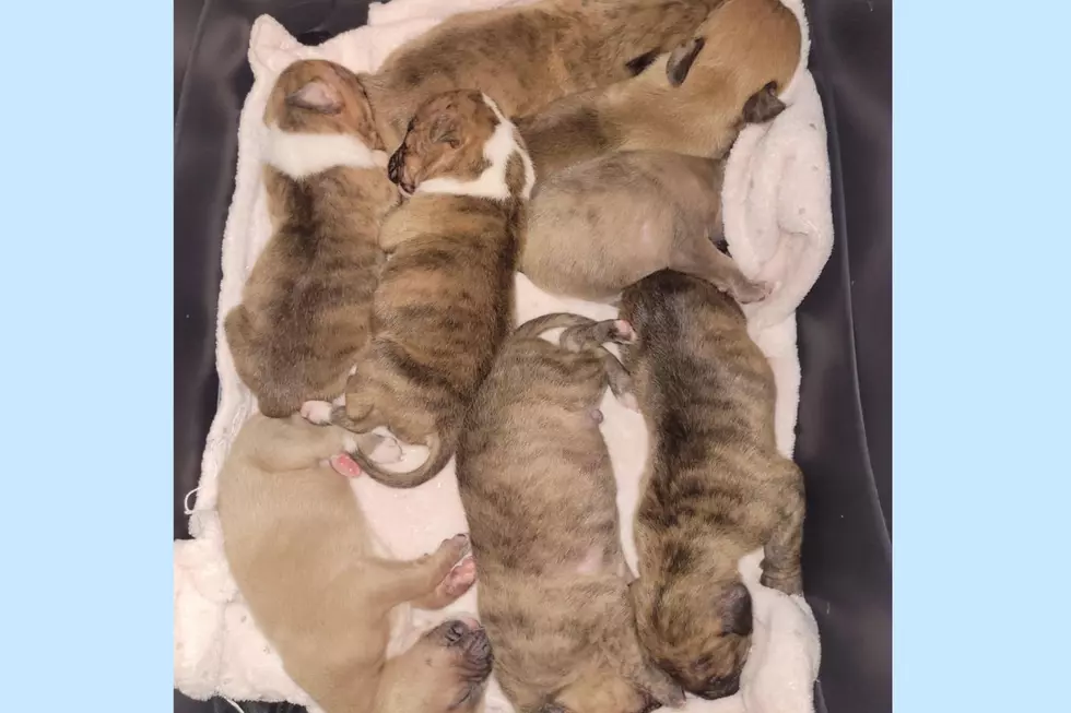 NJ urgent plea for help as freezing and starving puppies found in a bucket