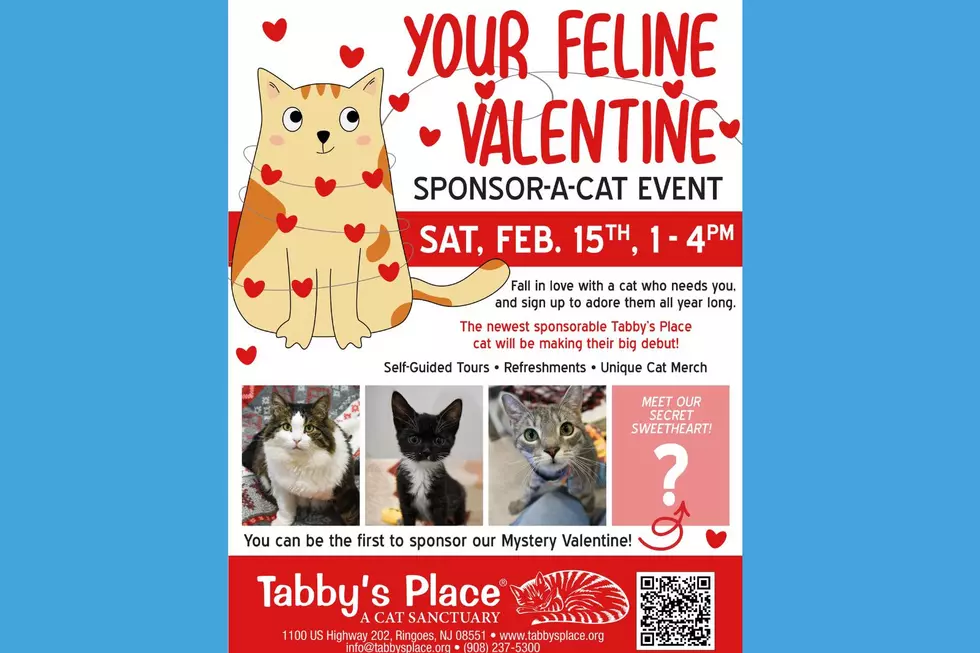 Feline Valentine event at Tabby's Place (Tabby's Place)