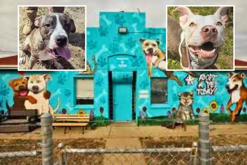 NJ mayor’s urgent plea about animal shelter on the brink