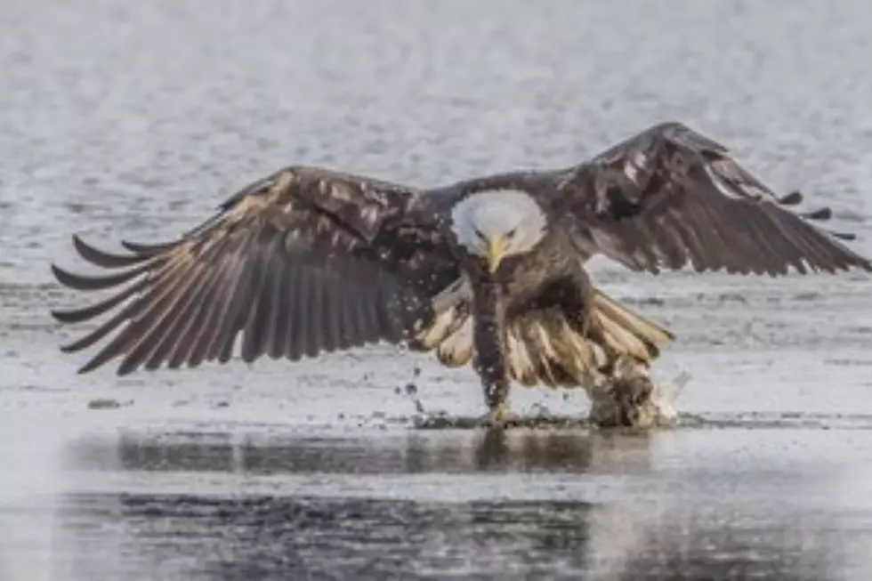 Bald eagle in Ocean County, courtesy of Rich Nicol