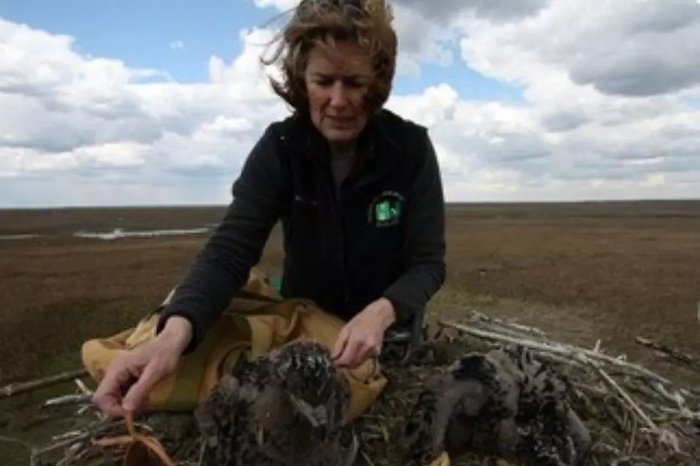 DEP Endangered and Nongame Species Program Chief Kathy Clark banding a bald eagle nestling (NJDEP)