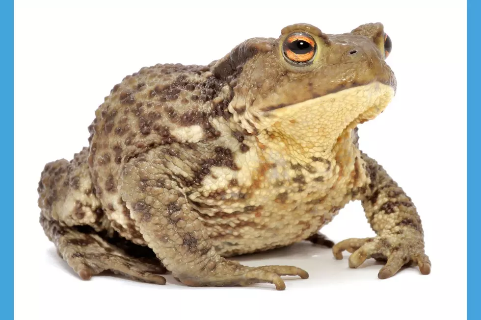 Frog (Vitali Dyatchenko/Getty)