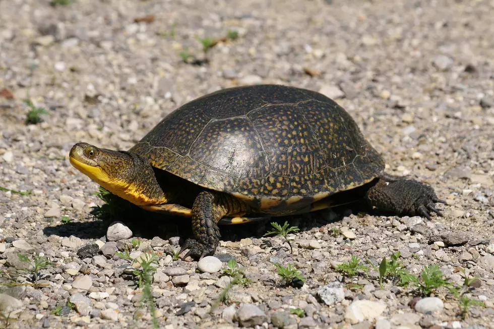 Endangered Blandings turtle
