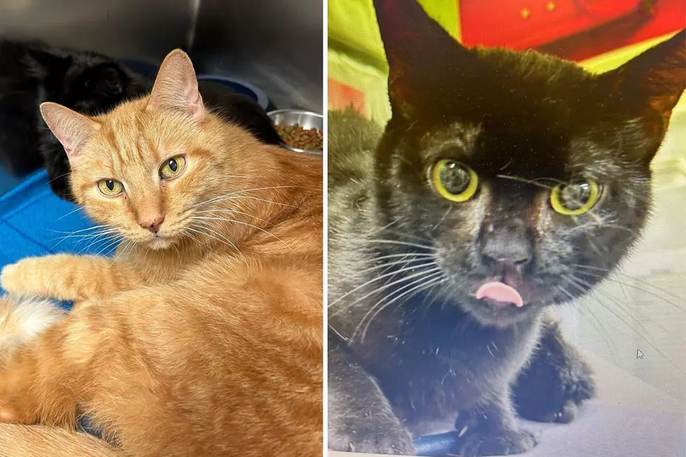 Cats rescued from Brick home May 2023 (Ocean County Health Department, OCPO)
