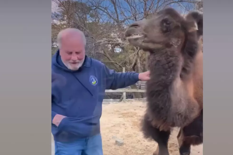 Strawberry, the camel makes her Super Bowl prediction at Popcorn Park Zoo (Popcorn Park Zoo via Facebook)
