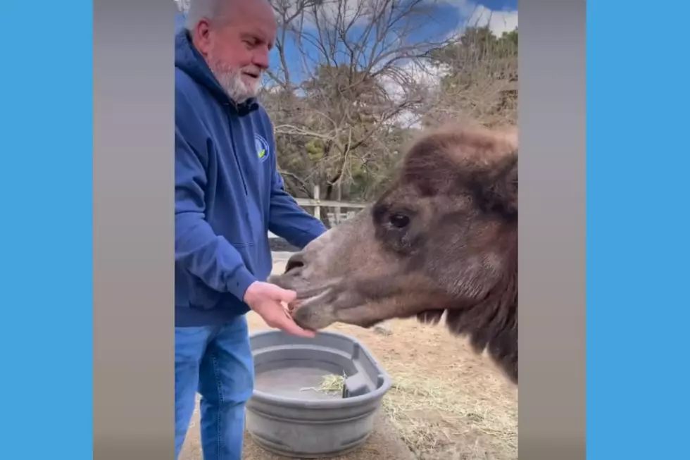 Strawberry, the camel makes her Super Bowl prediction at Popcorn Park Zoo (Popcorn Park Zoo via Facebook)
