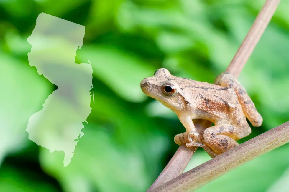 Spring Peeper Frog