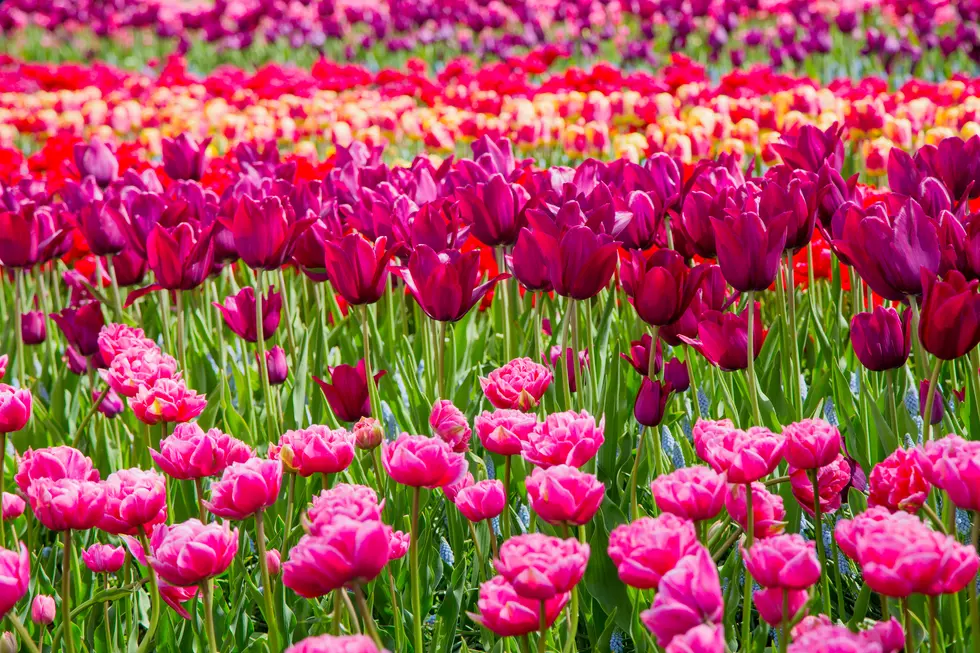 Colorful tulips in the Keukenhof park, Holland