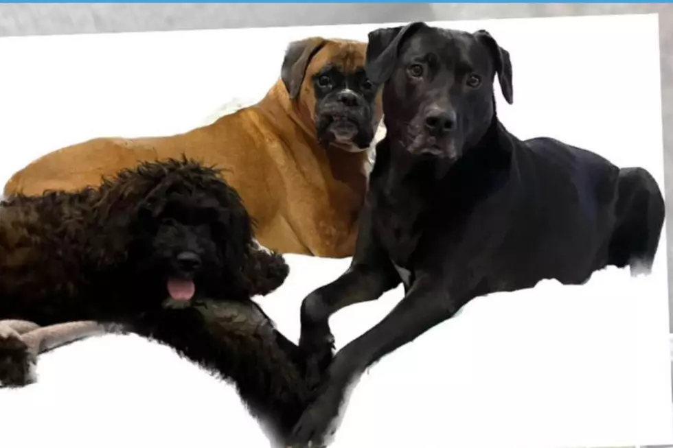 Heartbreaking: 3 pet dogs perish in an Easter Sunday house fire in NJ