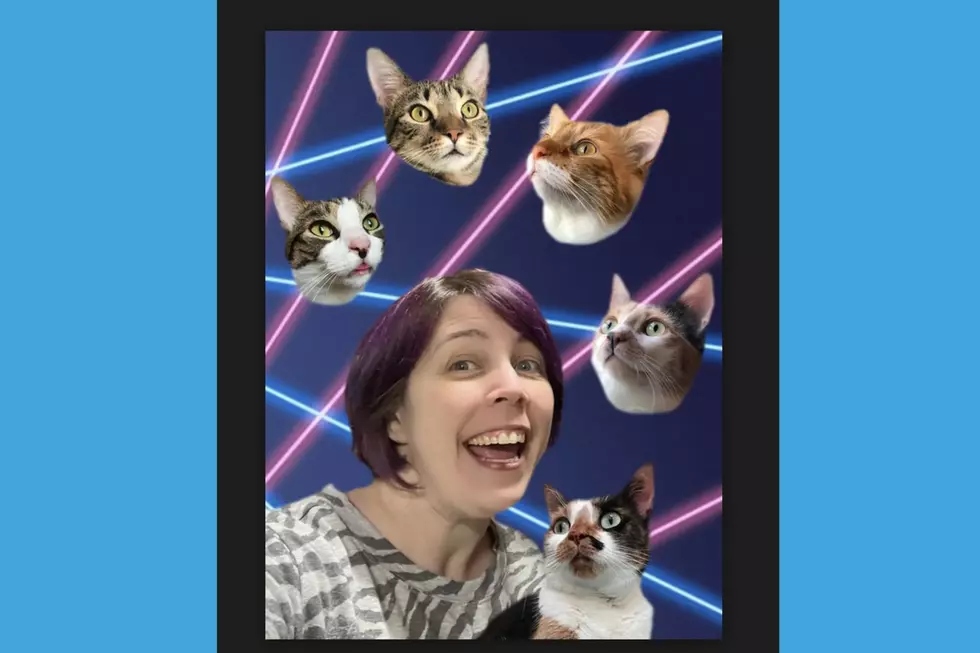 Catcetera co-founder and co-owner Wendi Zimmerman's cats (left to right/clockwise): Pico (tabby/white), Teddy (tabby), Milo (orange), Susan (dilute calico), Ruth (calico - next to Wendi) (Catcetera)