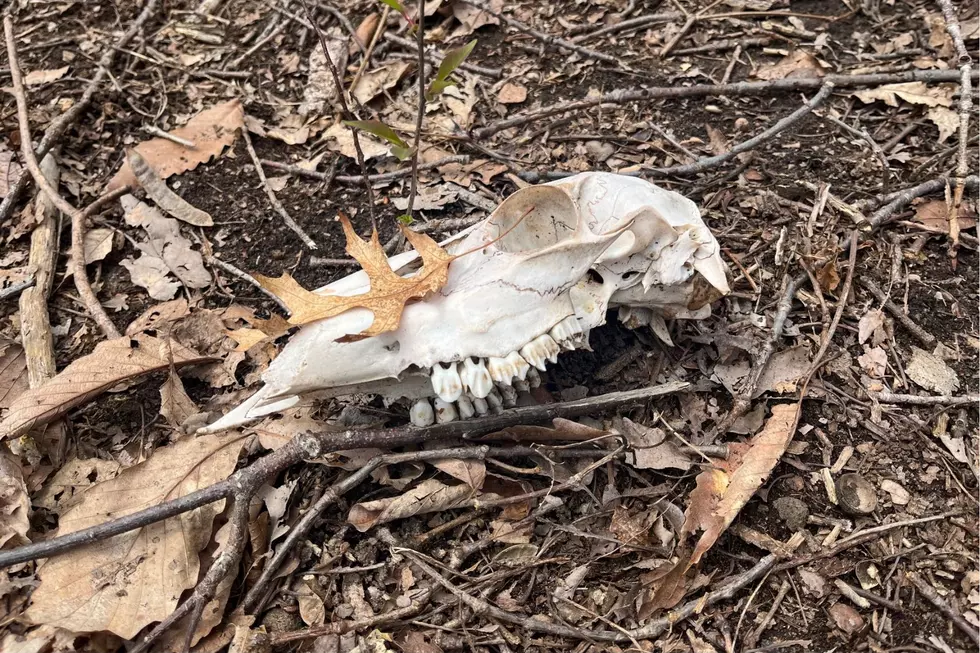 Animal bones found in NJ woods