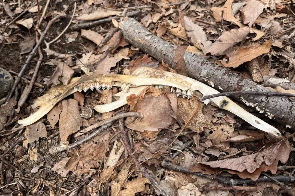 Animal bones found in NJ woods