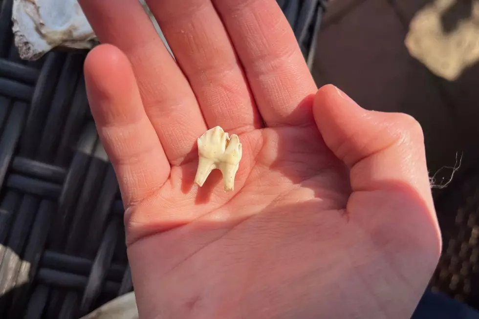 Animal bones found in NJ woods