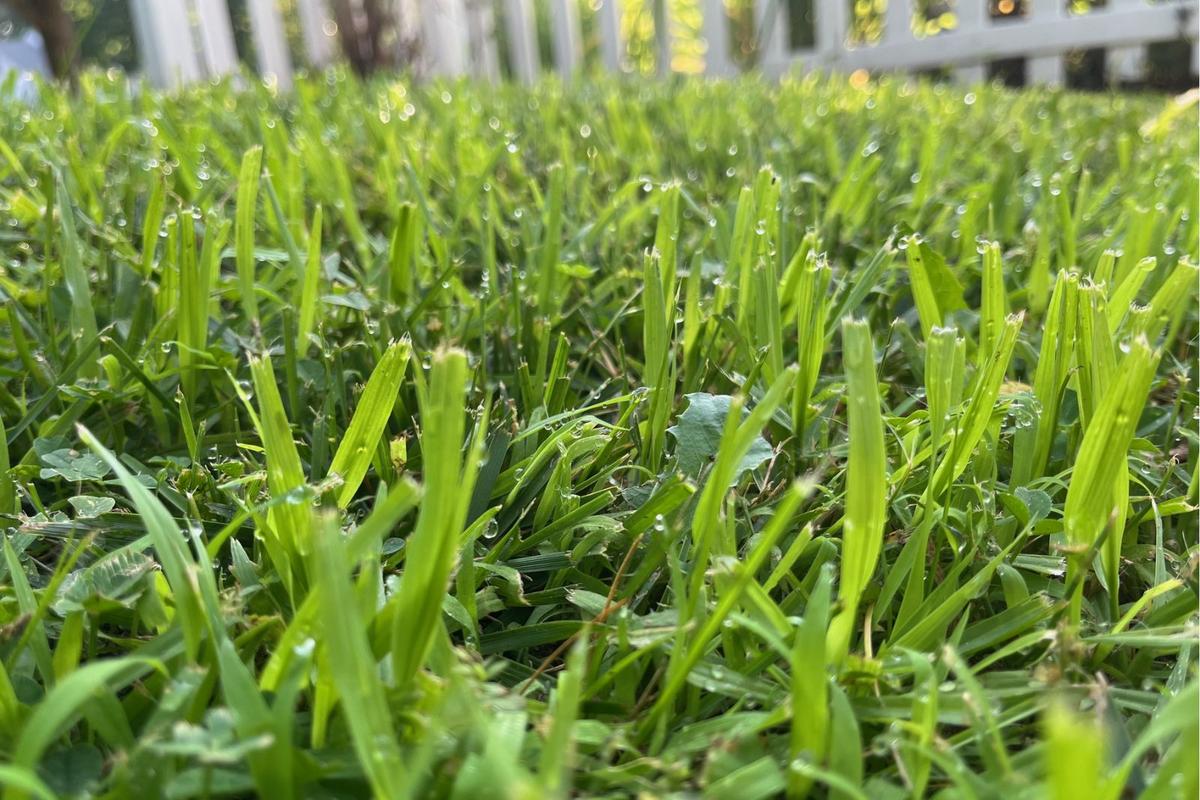 Why homeowners should rethink crabgrass in New Jersey