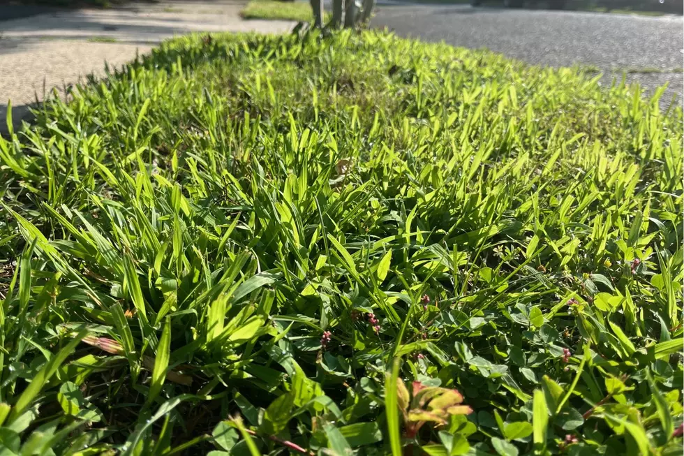 Crab Grass 2