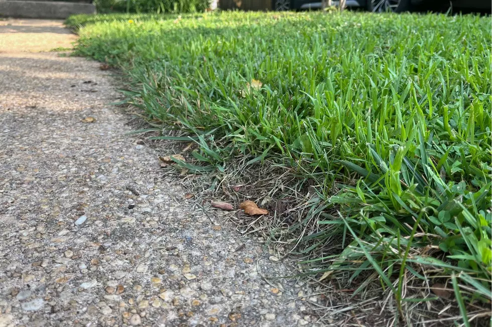 Crab Grass 3