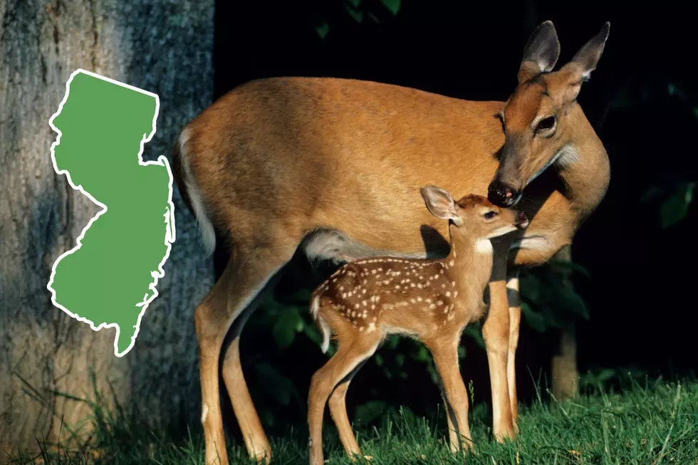 Fawn with it's mother - NJ