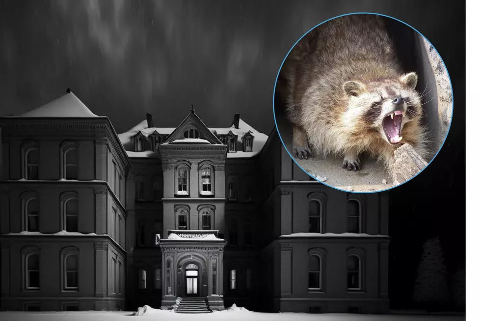 Horror Hunted house angry raccoon