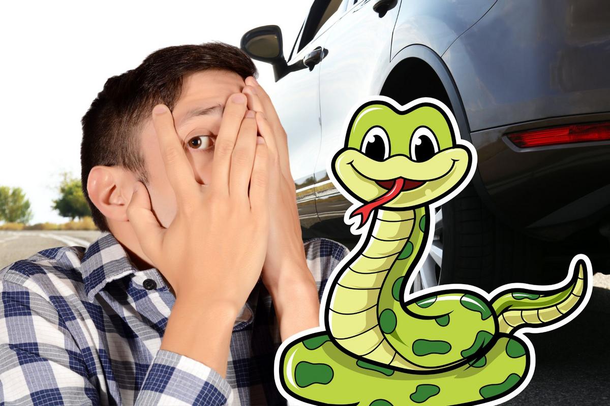 Gross! A snake was found in the engine of a car in New Jersey