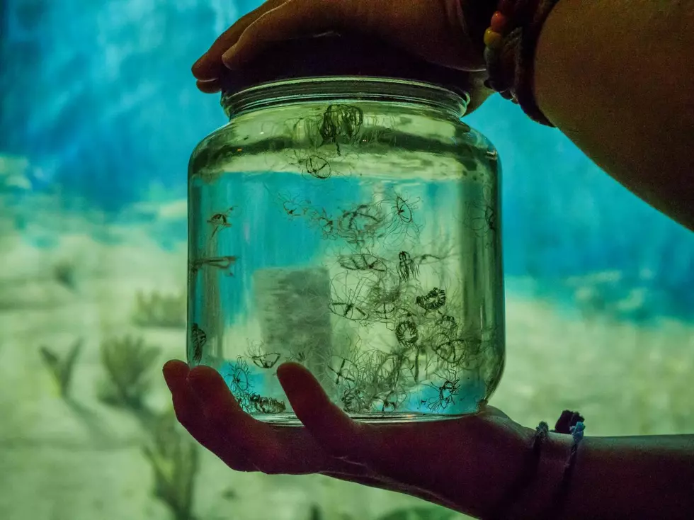 A jar of Clinging Jellyfish