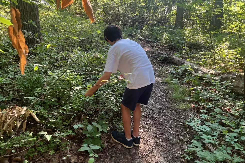 NJ wild berries are ready for the picking, but be careful