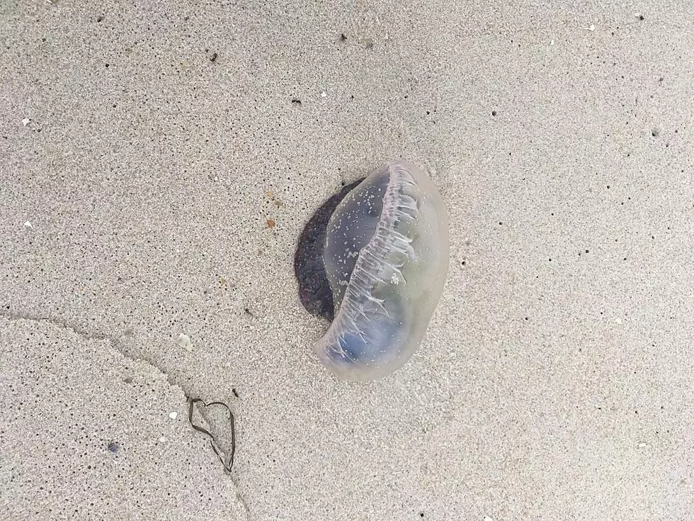 Jellyfish on the beach in Harvey Cedars