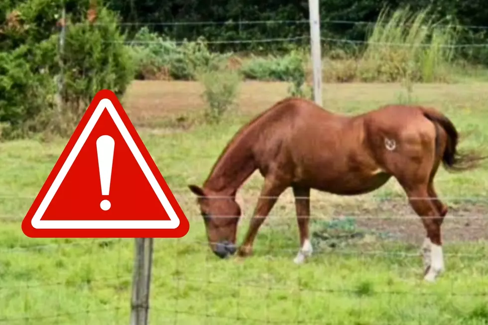 ‘Dangerous’ horse sold to NJ man breaks his ribs and spine, lawsuit says