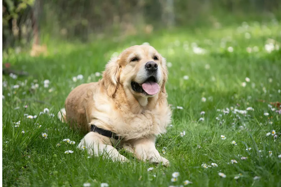 Golden Retriever