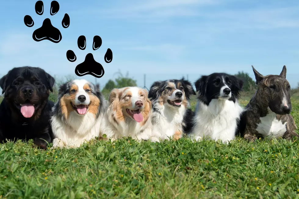 Dogs, Paws