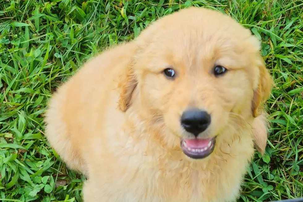 10-week old Butter at Camp Goldie (Jen Ursillo)
